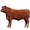 https://www.americanbreeder.com/images/com_adsmanager/categories/5184cat_t.jpg