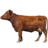 https://www.americanbreeder.com/images/com_adsmanager/categories/5185cat_t.jpg