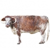 https://www.americanbreeder.com/images/com_adsmanager/categories/5187cat_t.jpg