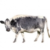 https://www.americanbreeder.com/images/com_adsmanager/categories/5189cat_t.jpg