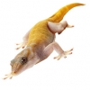https://www.americanbreeder.com/images/com_adsmanager/categories/518cat_t.jpg