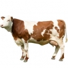 https://www.americanbreeder.com/images/com_adsmanager/categories/5190cat_t.jpg