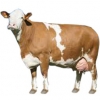https://www.americanbreeder.com/images/com_adsmanager/categories/5191cat_t.jpg