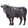 https://www.americanbreeder.com/images/com_adsmanager/categories/5192cat_t.jpg