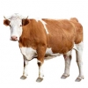 https://www.americanbreeder.com/images/com_adsmanager/categories/5193cat_t.jpg