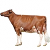 https://www.americanbreeder.com/images/com_adsmanager/categories/5195cat_t.jpg