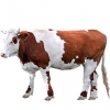 https://www.americanbreeder.com/images/com_adsmanager/categories/5197cat_t.jpg