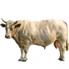 https://www.americanbreeder.com/images/com_adsmanager/categories/5198cat_t.jpg