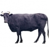 https://www.americanbreeder.com/images/com_adsmanager/categories/5199cat_t.jpg