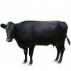 https://www.americanbreeder.com/images/com_adsmanager/categories/5200cat_t.jpg