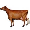 https://www.americanbreeder.com/images/com_adsmanager/categories/5203cat_t.jpg