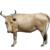 https://www.americanbreeder.com/images/com_adsmanager/categories/5205cat_t.jpg