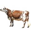 https://www.americanbreeder.com/images/com_adsmanager/categories/5207cat_t.jpg