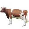 https://www.americanbreeder.com/images/com_adsmanager/categories/5208cat_t.jpg