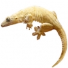https://www.americanbreeder.com/images/com_adsmanager/categories/520cat_t.jpg