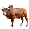 https://www.americanbreeder.com/images/com_adsmanager/categories/5210cat_t.jpg