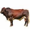 https://www.americanbreeder.com/images/com_adsmanager/categories/5212cat_t.jpg