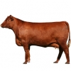 https://www.americanbreeder.com/images/com_adsmanager/categories/5213cat_t.jpg