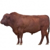 https://www.americanbreeder.com/images/com_adsmanager/categories/5214cat_t.jpg