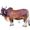 https://www.americanbreeder.com/images/com_adsmanager/categories/5215cat_t.jpg