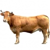 https://www.americanbreeder.com/images/com_adsmanager/categories/5216cat_t.jpg