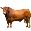 https://www.americanbreeder.com/images/com_adsmanager/categories/5217cat_t.jpg
