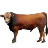 https://www.americanbreeder.com/images/com_adsmanager/categories/5218cat_t.jpg