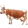 https://www.americanbreeder.com/images/com_adsmanager/categories/5219cat_t.jpg