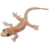 https://www.americanbreeder.com/images/com_adsmanager/categories/521cat_t.jpg