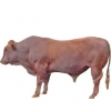 https://www.americanbreeder.com/images/com_adsmanager/categories/5221cat_t.jpg