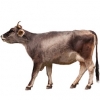https://www.americanbreeder.com/images/com_adsmanager/categories/5222cat_t.jpg
