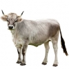 https://www.americanbreeder.com/images/com_adsmanager/categories/5223cat_t.jpg