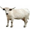 https://www.americanbreeder.com/images/com_adsmanager/categories/5224cat_t.jpg