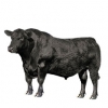 https://www.americanbreeder.com/images/com_adsmanager/categories/5225cat_t.jpg