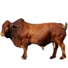 https://www.americanbreeder.com/images/com_adsmanager/categories/5227cat_t.jpg