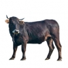 https://www.americanbreeder.com/images/com_adsmanager/categories/5228cat_t.jpg