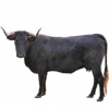 https://www.americanbreeder.com/images/com_adsmanager/categories/5229cat_t.jpg