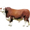 https://www.americanbreeder.com/images/com_adsmanager/categories/5231cat_t.jpg