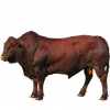 https://www.americanbreeder.com/images/com_adsmanager/categories/5232cat_t.jpg