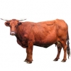 https://www.americanbreeder.com/images/com_adsmanager/categories/5233cat_t.jpg