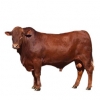 https://www.americanbreeder.com/images/com_adsmanager/categories/5235cat_t.jpg