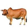 https://www.americanbreeder.com/images/com_adsmanager/categories/5239cat_t.jpg