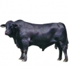 https://www.americanbreeder.com/images/com_adsmanager/categories/5240cat_t.jpg