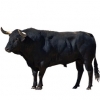 https://www.americanbreeder.com/images/com_adsmanager/categories/5241cat_t.jpg