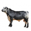 https://www.americanbreeder.com/images/com_adsmanager/categories/5243cat_t.jpg