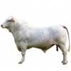 https://www.americanbreeder.com/images/com_adsmanager/categories/5244cat_t.jpg