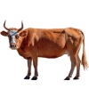 https://www.americanbreeder.com/images/com_adsmanager/categories/5245cat_t.jpg