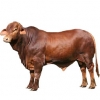 https://www.americanbreeder.com/images/com_adsmanager/categories/5247cat_t.jpg