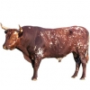 https://www.americanbreeder.com/images/com_adsmanager/categories/5248cat_t.jpg
