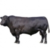 https://www.americanbreeder.com/images/com_adsmanager/categories/5249cat_t.jpg